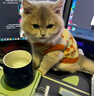 华元宠具（hoopet）猫咪衣服防掉毛秋冬无袖毛衣狗狗衣服冬季保暖宠物德文猫两脚衣 【猫狗通用】两脚无袖保暖黄毛衣 XS：胸围29cm（建议1-3斤） 实拍图