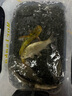 小凤仙夜光漂HD-Y变色不易断硬尾高灵敏醒目浮漂鲤鱼轻口鲫鱼漂电子漂 实拍图