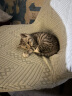 亿迪猫粮幼猫1-4月12月全价奶糕蓝猫英短美短小猫专用离乳期3斤1.5kg 实拍图