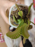 莺歌燕舞【新奇植物】捕蝇草植物花卉绿植驱蚊阳台盆栽食虫趣味猪笼草室内 美人齿小苗整株约3CM 原盆载好发货 实拍图