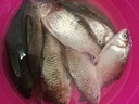 硬汉王 桥钓筏单竿套装全套筏钓鱼竿阀杆单竿筏轮伐竿裸竿微铅软尾碳素 1.2m +右手水滴轮套装 实拍图
