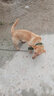 万牵双头狗链子中大型犬小型犬狗铁链项圈牵引绳防咬狗绳子栓狗链子遛狗绳 4.0mm粗（40-80斤）大型犬 3米 实拍图