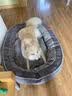 嬉皮狗猫窝保暖狗窝狗狗床大型犬睡垫可拆洗宠物沙发冬季保暖金毛狗垫子 薄墨色（加厚加高 耐脏耐磨） S码 60*50*17cm（10斤内） 实拍图