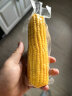 十月稻田 23年新玉米 水果玉米 1.76kg (8穗) 即食甜玉米棒 低脂 真空包装 实拍图