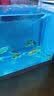 长锐侧滤鱼缸桌面办公室免换水生态水草超白水族箱 K500加热版【长51 宽22 高33】 实拍图