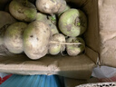 沙外秋香25年新疆柯坪县恰玛古新鲜蔬菜碱性食品蔓菁芜菁帕玛姑当季蔬菜 大中果5斤 实拍图