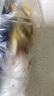 真实昆虫标本琥珀吊坠蝎子蝴蝶蜘蛛真虫项链挂件个性创意吊坠礼物 09#蝎子 实拍图