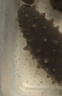 獐子岛 大连有机淡干海参50g 16-20头 辽刺参 海鲜水产南北干货送礼礼盒 实拍图