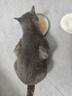 顽皮（Wanpy）三文鱼猫罐头80g*24罐（汤汁型）出口级 猫咪零食happy100果饭儿 实拍图