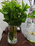 盛世泰堡 玻璃花瓶插花瓶水养植物容器小花瓶客厅装饰假花摆件 炫彩款17cm 实拍图