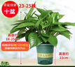 双盟绿萝盆栽除甲醛花卉绿植办公室新房净化空气 120款10盆源头直发 实拍图
