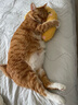 派乐特宠物枕头猫咪专用小狗狗猫用枕头睡觉垫子猫毛毯柔软保暖用品 实拍图