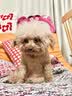 辉鹏猫鼻支雾化药猫咪杯状狗感冒肺炎喷嚏咳嗽窝咳宠物雾化液治疗套餐 10支*1盒 *（庆大+地米+氨茶碱）+多西8粒 宠物雾化药 实拍图