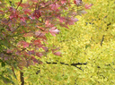 尼康 （Nikon）尼克尔 Z 180-600mm f/5.6-6.3 VR【全国可用消费券】全画幅 长焦轻量化 拍鸟 变焦镜头 实拍图