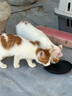 普安特宠物猫咪狗狗眼药水洗眼液泪痕眼屎多流泪发红滴眼液金银花洁眼液 实拍图