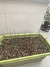 原起点种菜专用盆蔬菜种植箱家用神器大号花盆长方形条塑料户外庭院阳台 【1个】70cm长带轮·视窗款 升级款第三代 实拍图
