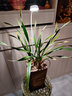 三思植物灯仿太阳全光谱悬挂植物生长灯补光灯-100W大功率可调光 实拍图