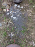 源兴（YUANXING）绿银篷布加厚防水布货车防雨布篷布遮阳遮雨防晒油布塑料布 3*3米 实拍图