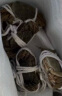 【活蟹】漁家师傅大闸蟹2.3-2.6两8只去绳足重鲜活螃蟹六月黄现货生鲜河蟹水产实物礼盒 实拍图