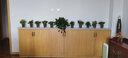 福尚来绿萝盆栽花卉植物室内吸除甲醛净化空气长藤垂吊兰大绿箩水培绿植 120#白色吸水10盆装+6肥 实拍图