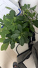 泰西丝 发财树盆栽桌面绿植摆件易活 3杆发财树+白坚持陶瓷盆 源头直发 实拍图