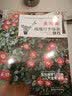 全图解玫瑰月季爆盆技巧 实拍图