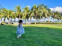 babylove女宝宝连衣裙夏季纯棉婴儿裙子无袖翅膀甜美刺绣美梦天使 实拍图
