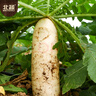 北蔬 白萝卜种子苗大白皮水果萝卜秋季蔬菜种籽 九斤王白萝卜种子15g 实拍图