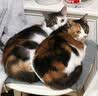 维克营养膏猫咪克补软膏狗狗怀孕术后能量速补宠物犬猫营养补充剂 120.5g*3支 实拍图