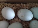 豫宛农夫农家散养生鸭蛋 鲜土鸭蛋  新鲜发货 30枚装 单枚60-70g 实拍图