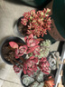 两腿跑【送货上门】三八节多肉植物带盆桌面盆栽组合绿植花卉幼儿园盆栽 6盆多头(9cm原盆栽好) 实拍图