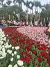 黛莉森仿真玫瑰花手感保湿绢花干花家居客厅摆件高级感假花摆设礼物女 乔纳多玫瑰-粉色（约44cm） 实拍图