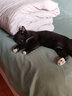 宠德多猫包外出便携包猫太空舱宠物猫咪狗狗外出双肩包猫书包12孔 侧开款灰底油画壳（18斤内猫） 实拍图