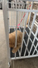 蔻丝【加粗全方管】狗笼子中大型犬一体带厕所分离金毛边牧拉布拉多笼 【三代110款雅白】15MM方管 实拍图
