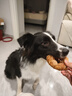 疯狂小狗宠物狗狗零食磨牙棒牛皮卷中大型幼犬成犬 大号甜甜圈80g*3 实拍图