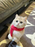 涴喵 纯种宠物猫咪活体金银渐层幼猫全程辅助养猫签订合同双重保障 宠物级 蓝金渐层 实拍图