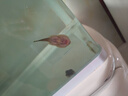 冷水清洁鱼贵州爬岩鳅双吸盘除藻清理残渣吃青苔不加温鱼缸清洁工 3-4cm贵州爬岩鳅3条 擦玻璃 实拍图