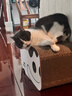 田田猫瓦楞纸猫抓板肥猫房子猫窝猫爬架猫别墅猫玩具磨爪耐磨猫用品 实拍图
