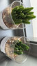 开时果 多肉植物仙人球仙人掌小盆栽桌面植物 肉肉组合办公室内绿植花卉 金枝玉叶+黄金沙营养土 实拍图