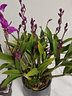 劉閣蘭花兰花苗 澳洲七彩石斛兰 冬带花苞出售泼墨香水石斛室内外花卉盆栽 香水石斛兰20苗带6支花剑配大白盆 实拍图