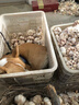 麦富迪狗粮 藻趣儿狗粮成犬粮牛肉螺旋藻 均衡营养15kg/30斤 实拍图