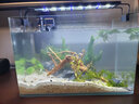 西游水族鱼缸水族箱客厅小型迷你桌面免换水生态造景小金鱼缸热弯超白玻璃 长35*宽20*高22-水秀青山款造景全套 实拍图
