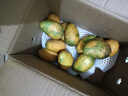 尔蝶海南小台农芒果10斤新鲜小台芒当季热带水果现摘甜心小芒果整箱 小果尝鲜 单果50-70g-爆甜多汁 精选3斤装 净重2.8斤 实拍图