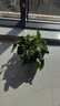 【绿萝盆栽】吸甲醛净化空气水培绿植物懒人花卉好养搬家礼物全 【1盆】绿萝+轻奢灰色繁星吸水盆 整体含盆高度20-25cm 实拍图