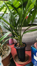 劉閣蘭花四季素心大凤素夏带花苞出售有香味的花苗室内阳台绿植物花卉盆栽 4苗连体裸根 配硬塑黑盆 实拍图