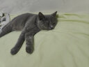 宠德多猫玩具五件套逗猫棒猫咪玩具套装逗猫激光笔猫磨牙棒猫薄荷木天蓼 猫玩具五件套 实拍图