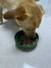 多可特（D-cat）狗罐头狗零食罐头成犬幼犬全品种狗粮伴侣狗狗湿粮膳食罐 【胃口大开】混合口味85g12罐 实拍图
