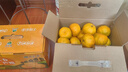 万春寨正宗永春芦柑5斤/10斤礼盒装新鲜现摘橘子柑桔 桔子当季水果大果 【精品大果】果径80mm（净重9.2斤）10斤装 实拍图