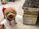 愛肯拿（ACANA）狗粮 鸭肉梨成犬幼犬 低敏去泪痕全价通用原装进口粮2kg效期26/11 实拍图