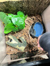 C-LEEN森林地表垫材爬宠垫材守宫蜥蜴乌龟专用造景垫材 真森林地表【4L/袋】 实拍图